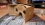 Google Cardboard Google Cardboard